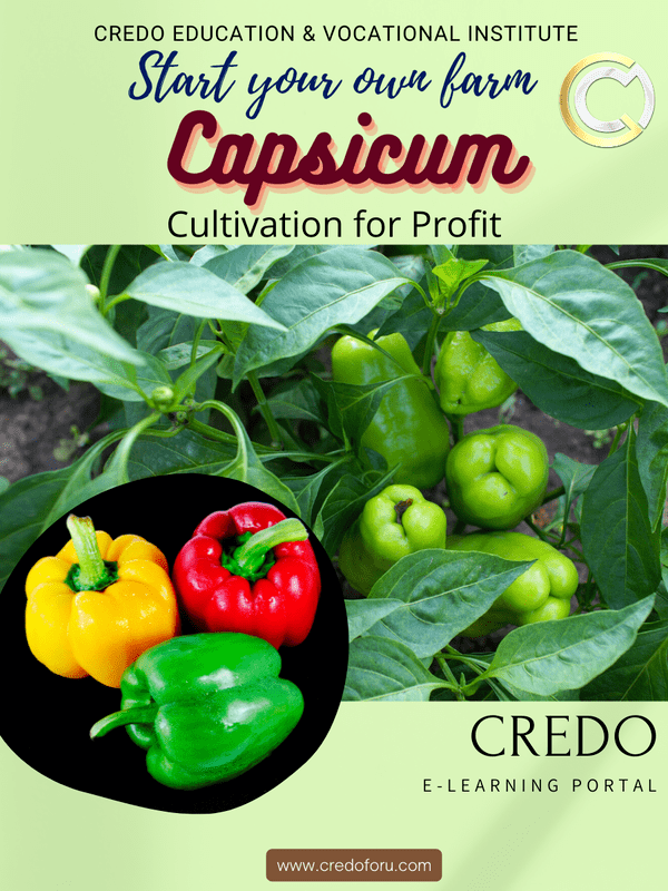 CAPSICUM CULTIVATION CAPSICUM CULTIVATION