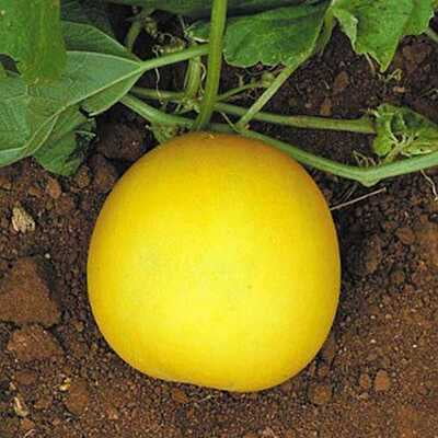 CUCUMBER (Yellow Round) Dosakaya