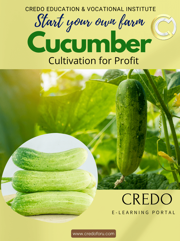 CUCUMBER CULTIVATION CUCUMBER CULTIVATION
