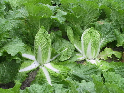 Chinese Cabbage