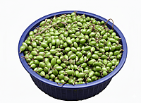 Cardamom 6mm Elaichi इलाइची