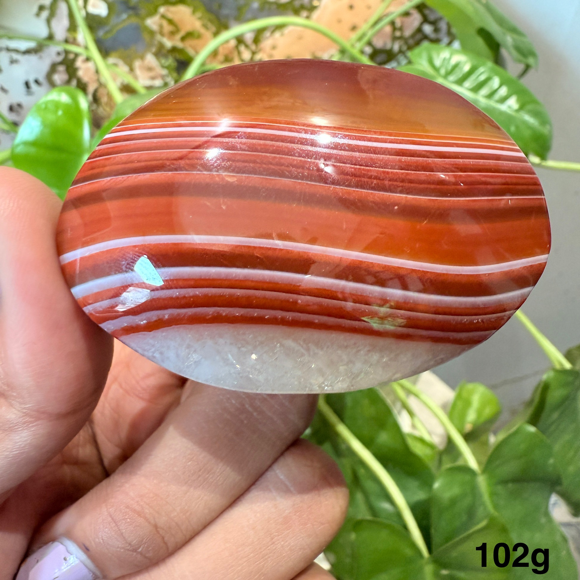Carnelian Palm