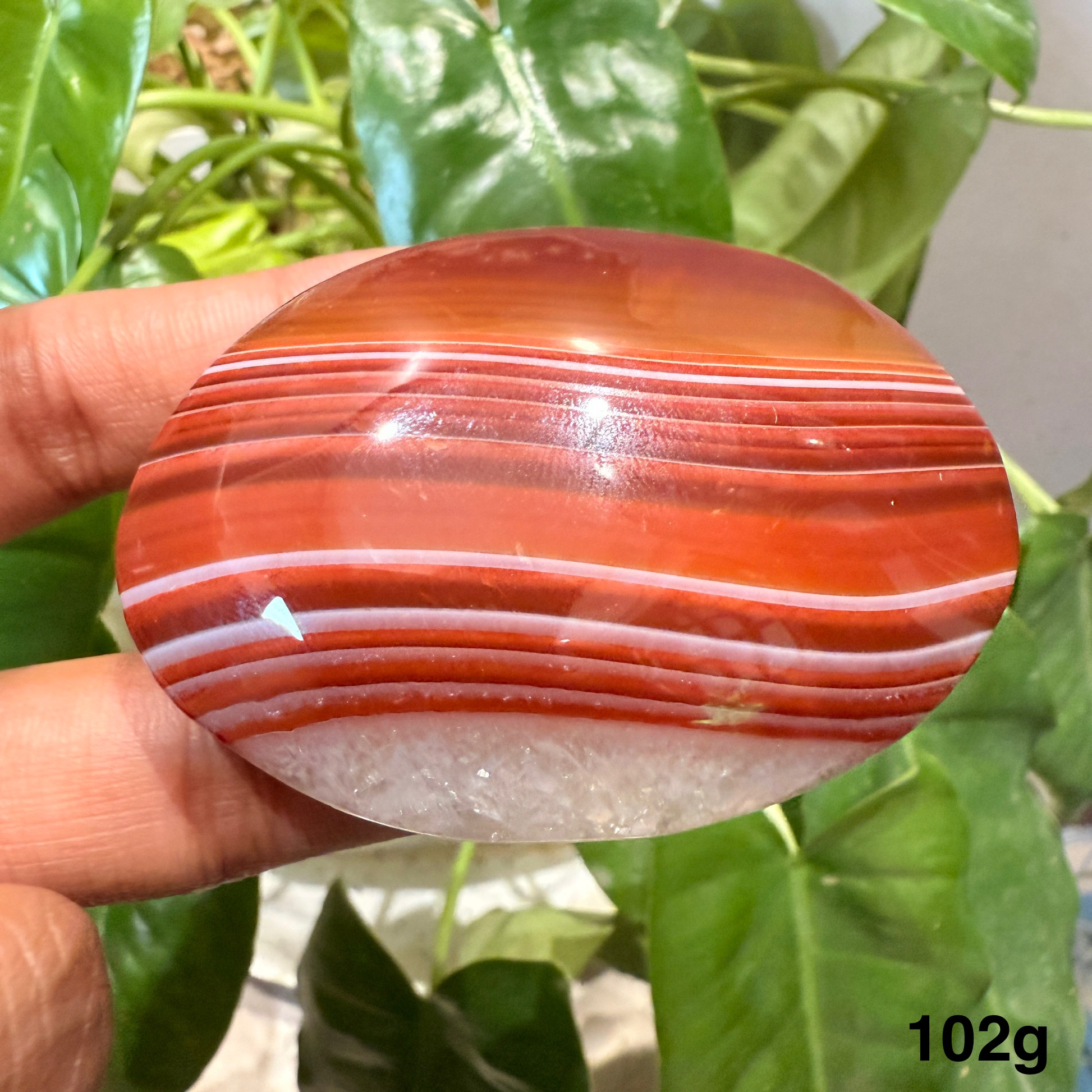 Carnelian Palm