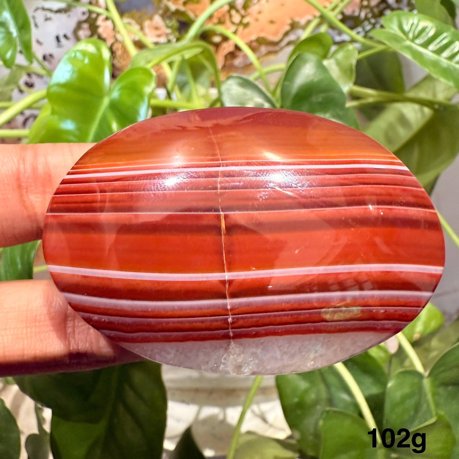 Carnelian Palm