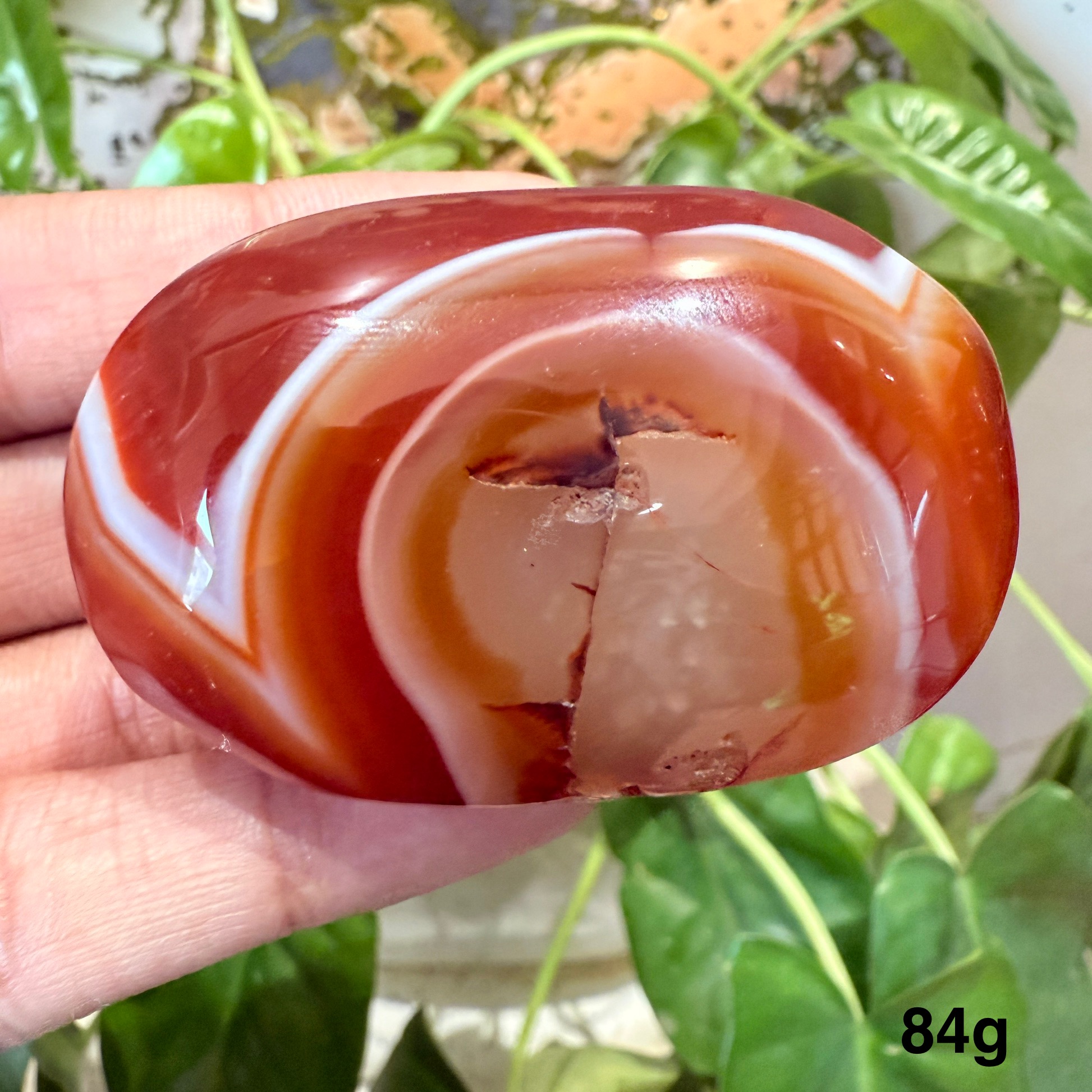 Carnelian Palm
