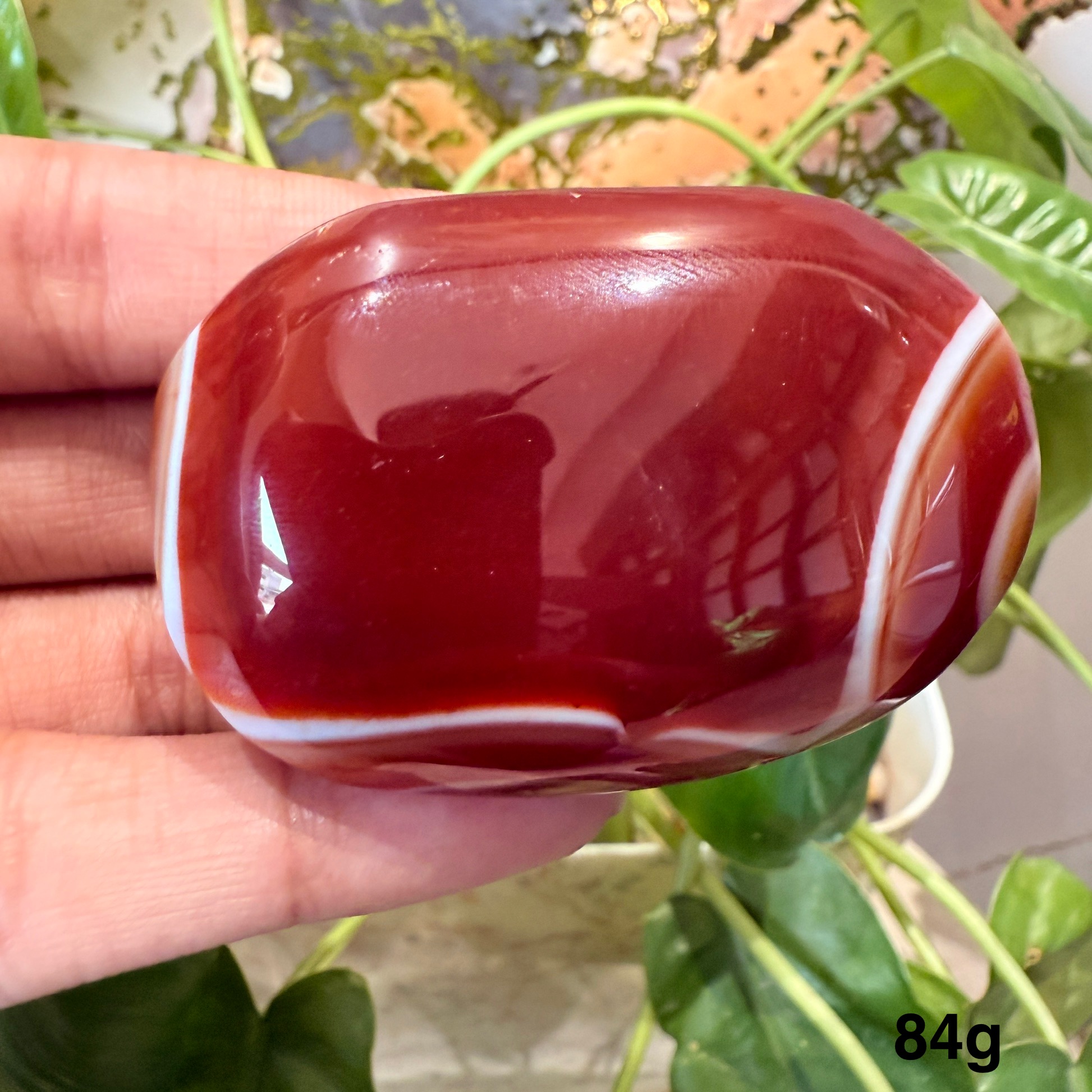Carnelian Palm