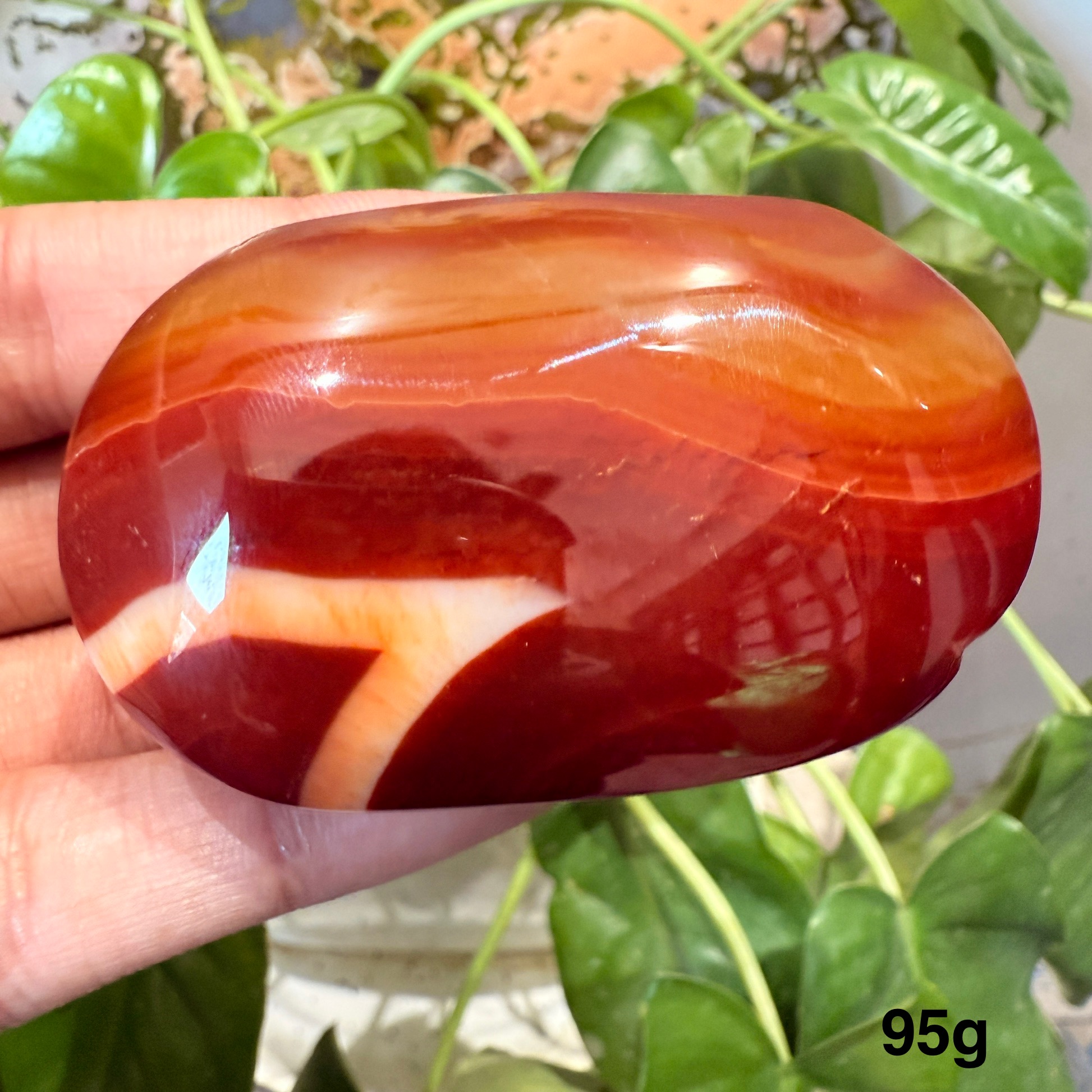 Carnelian Palm