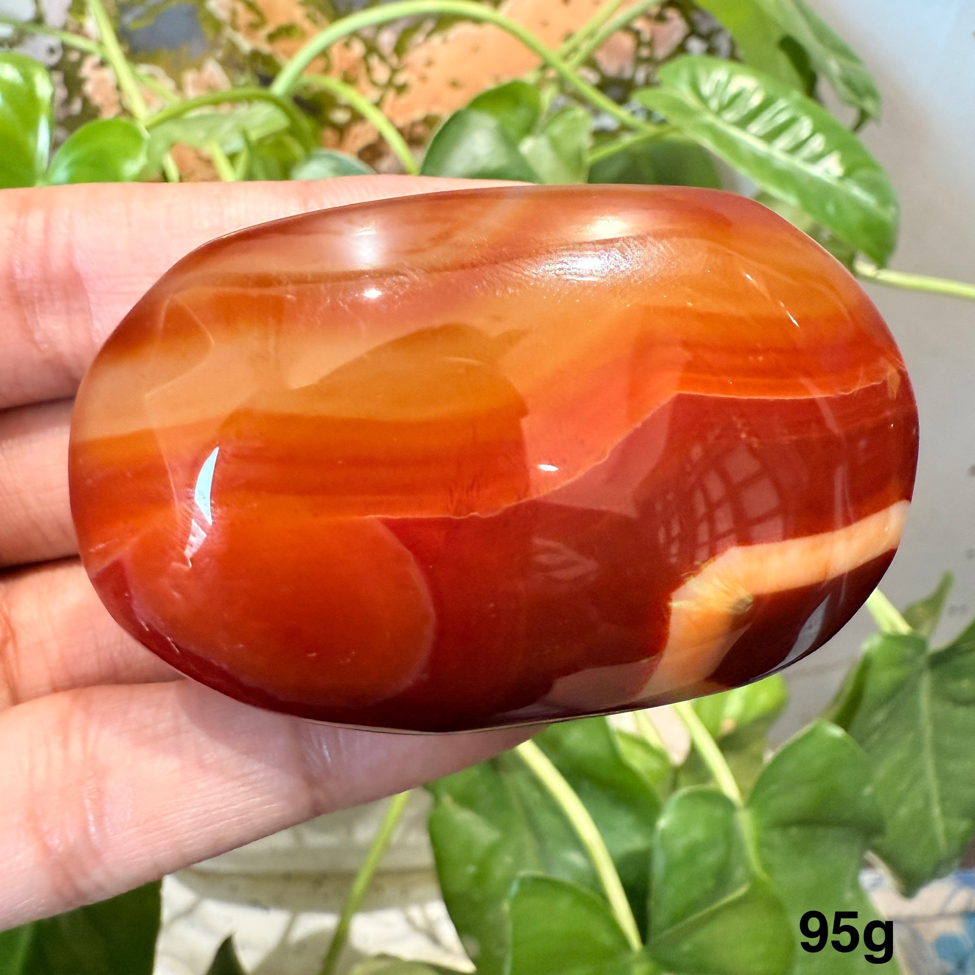 Carnelian Palm