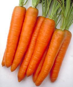Carrot Carrot
