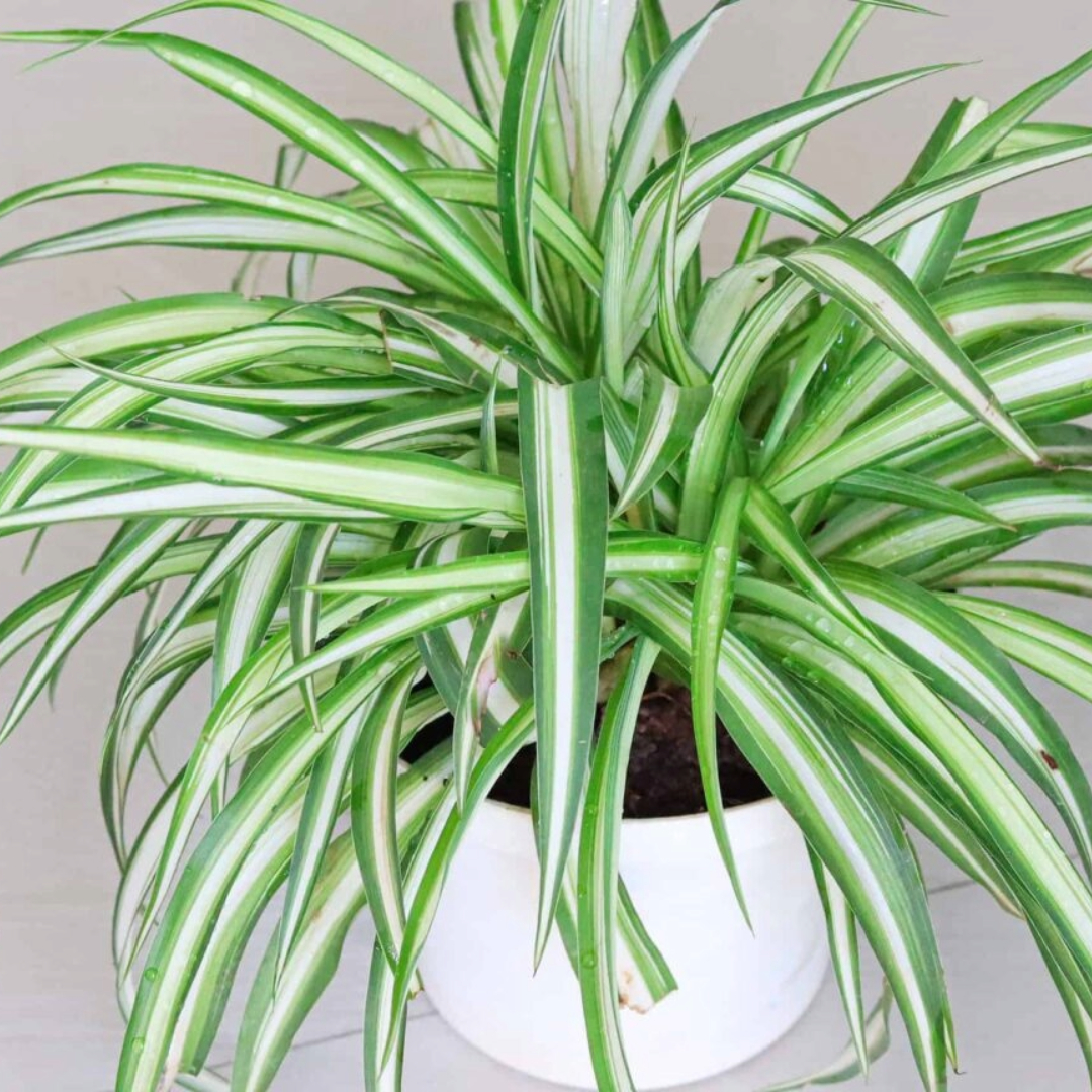 Chlorophytum Variegated