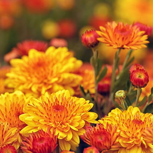 Chrysanthemums