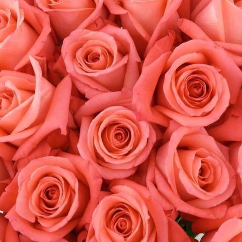 Coral Pink Rose