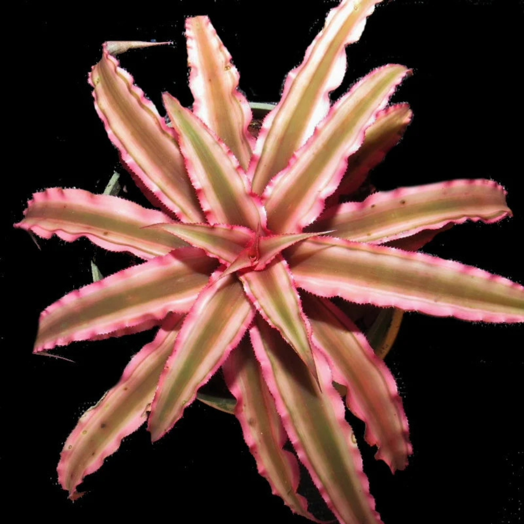 Cryptanthus Pink