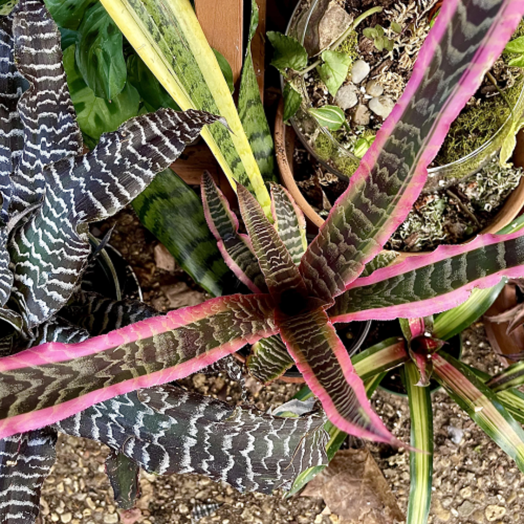 Cryptanthus Tiger