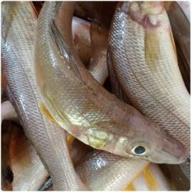 Nongal Whole-10-12 pcs/kg-500 gm