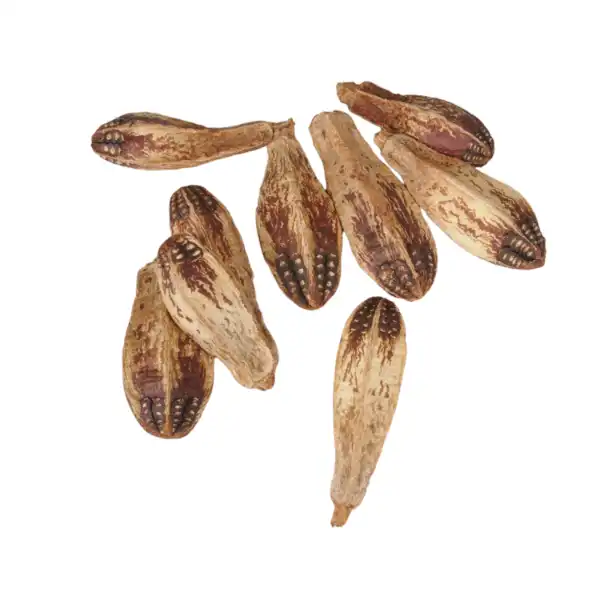 Whole Mahogany Pods – eco pet toy and natural chew item Whole Mahogany Pods – eco pet toy and natural chew item