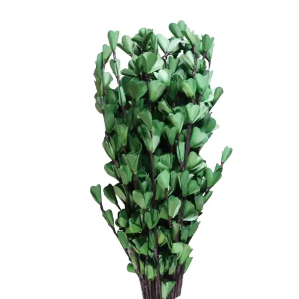 Palm Lily Stick – elegant dried stick in green shade for rustic floral styling LeafnDeor Palm Lily Stick – elegant dried stick in green shade for rustic floral styling LeafnDeor
