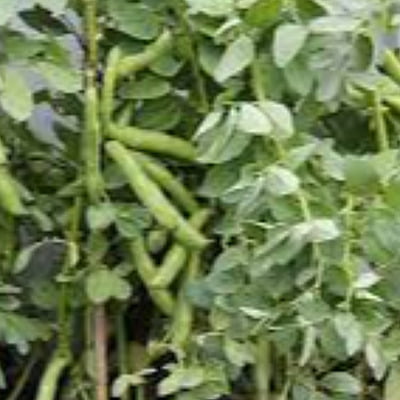 6 to 8 seeds Teega Chikkudu | Broad beans | తీగ చిక్కుడు 6 to 8 seeds Teega Chikkudu | Broad beans | తీగ చిక్కుడు