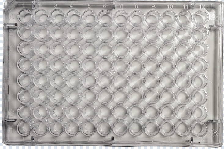Elisa Plates Elisa Plates