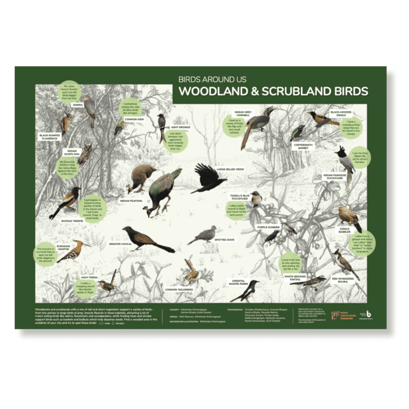 Early Bird Poster - Woodland and Scrubland Birds Early Bird Poster - Woodland and Scrubland Birds