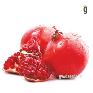 Pomegranate