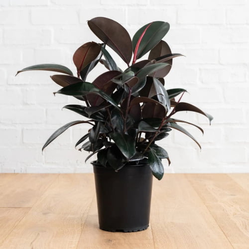 Ficus Elastica Burgundy