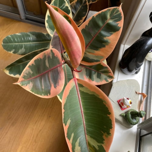 Ficus Elastica Ruby