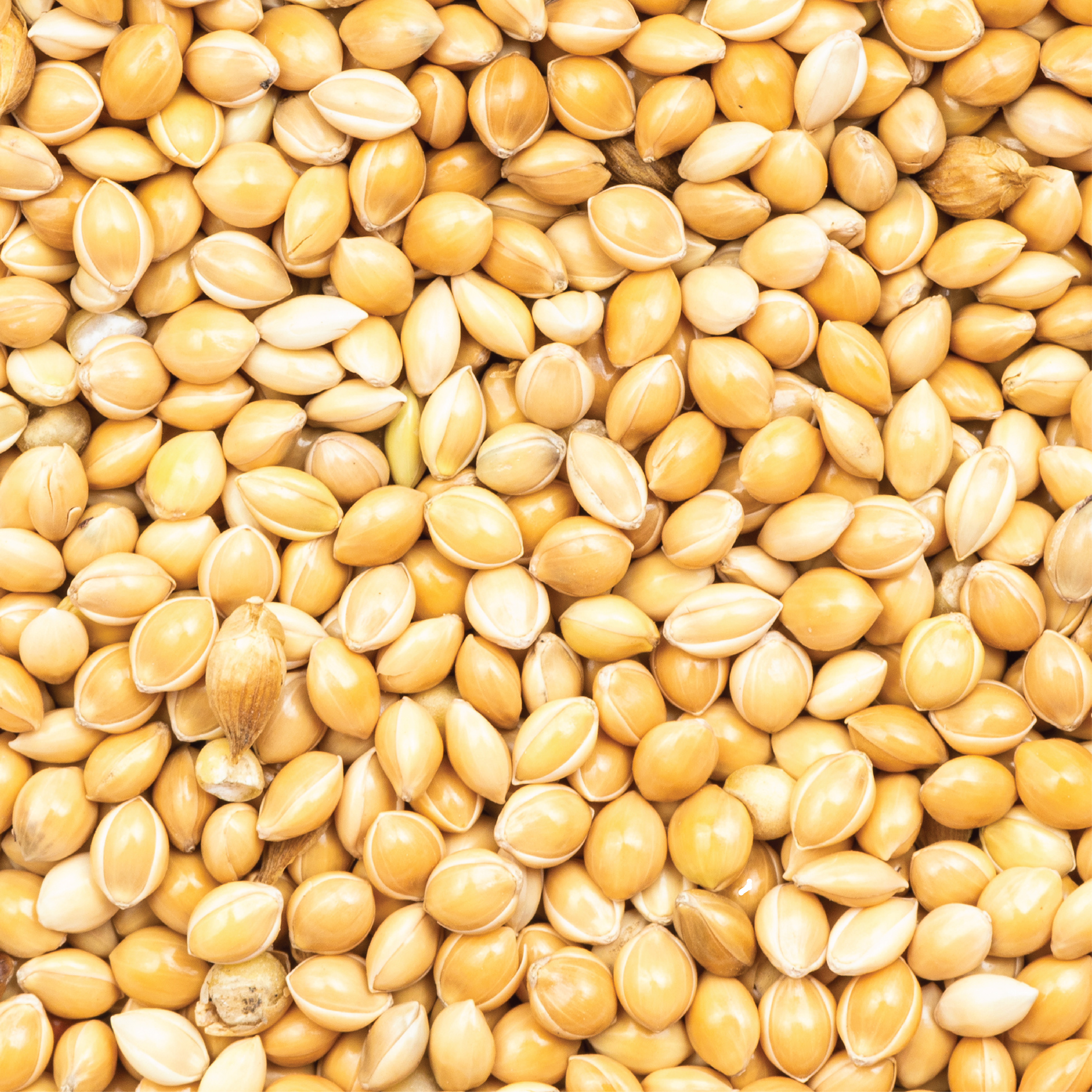 FlyExtreme Foxtail Millet for Birds – Premium Quality, Natural Bird Food