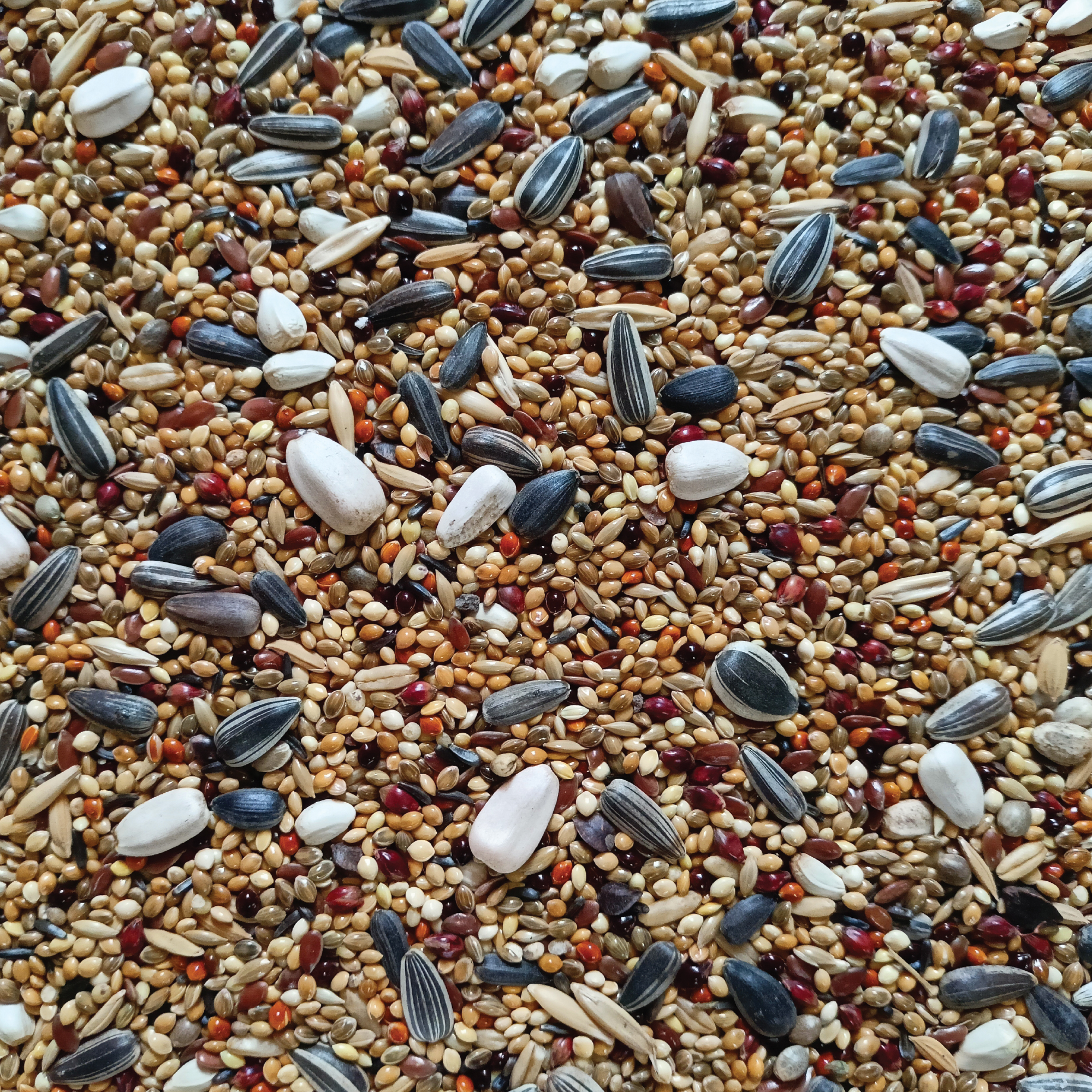 Premium Bird Food For LoveBird, Cockateils & Conures Premium Bird Food For LoveBird, Cockateils & Conures