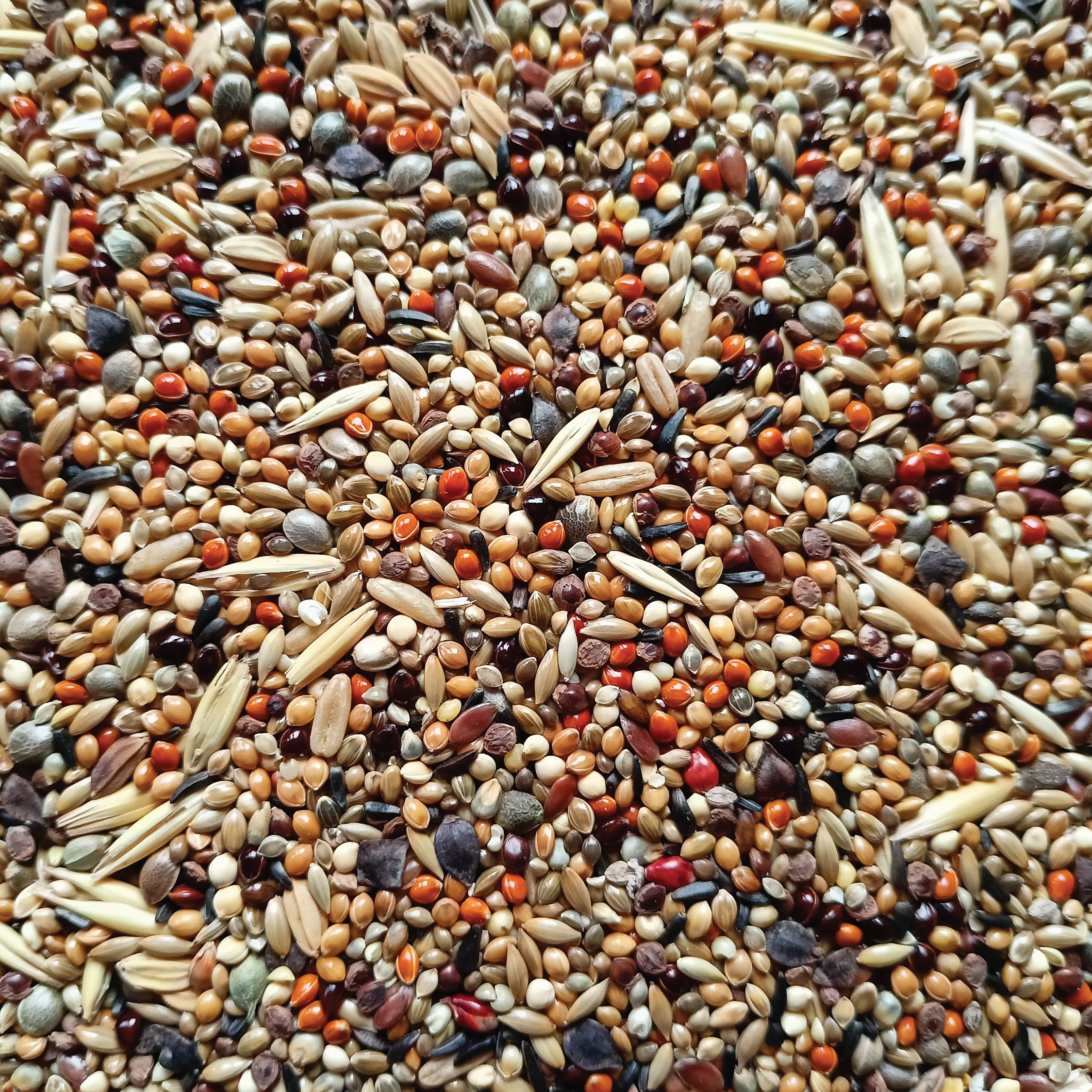 Budgies and Small Parakeet Seed Mix Budgies and Small Parakeet Seed Mix