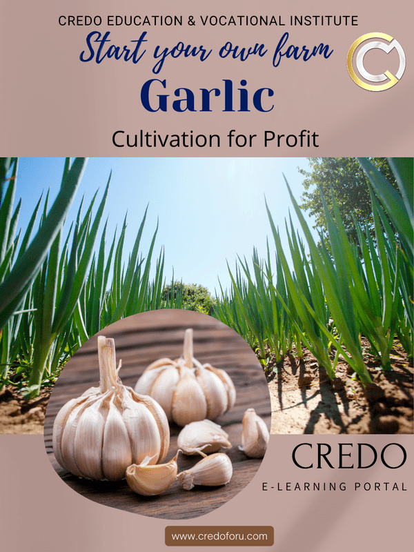 GARLIC CULTIVATION GARLIC CULTIVATION