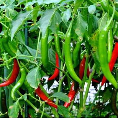 Pusa Chilli Open Pollinated 10 to 12 seeds Pusa Chilli Open Pollinated 10 to 12 seeds