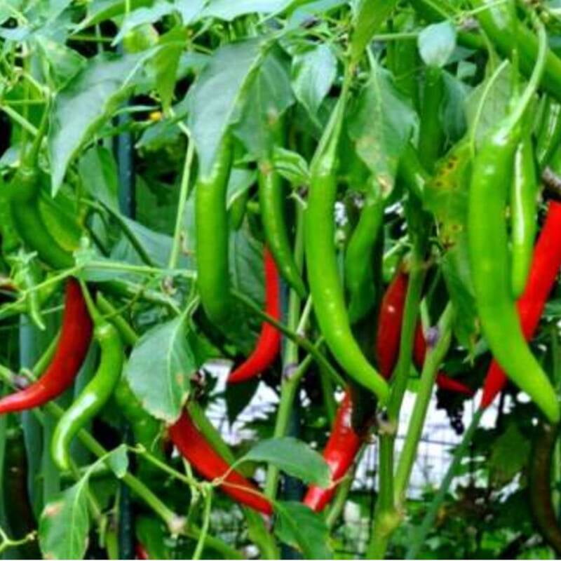 Pusa Chilli Open Pollinated 10 to 12 seeds Pusa Chilli Open Pollinated 10 to 12 seeds