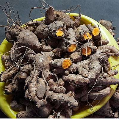 1kg Highest Curcumin Content Lakadong Turmeric Seed Rhyzomes లకాడాంగ్ పసుపు కొమ్ములు 1kg Highest Curcumin Content Lakadong Turmeric Seed Rhyzomes లకాడాంగ్ పసుపు కొమ్ములు