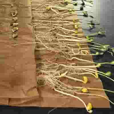 Germination Paper per kg