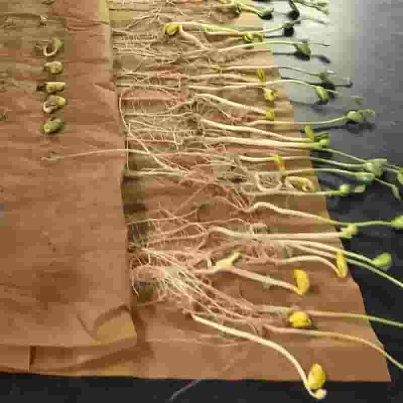 Germination Paper per kg Germination Paper per kg