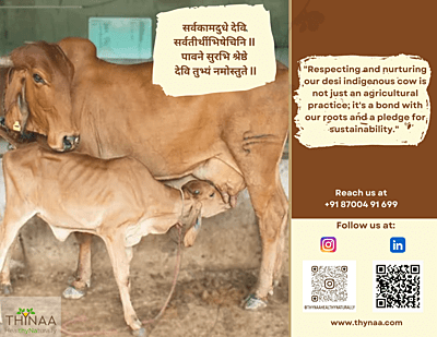 Bilona Desi Ghee (Sahiwal Cow) Bilona Desi Ghee (Sahiwal Cow)