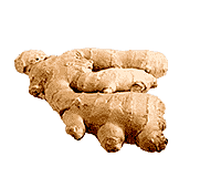 GINGER