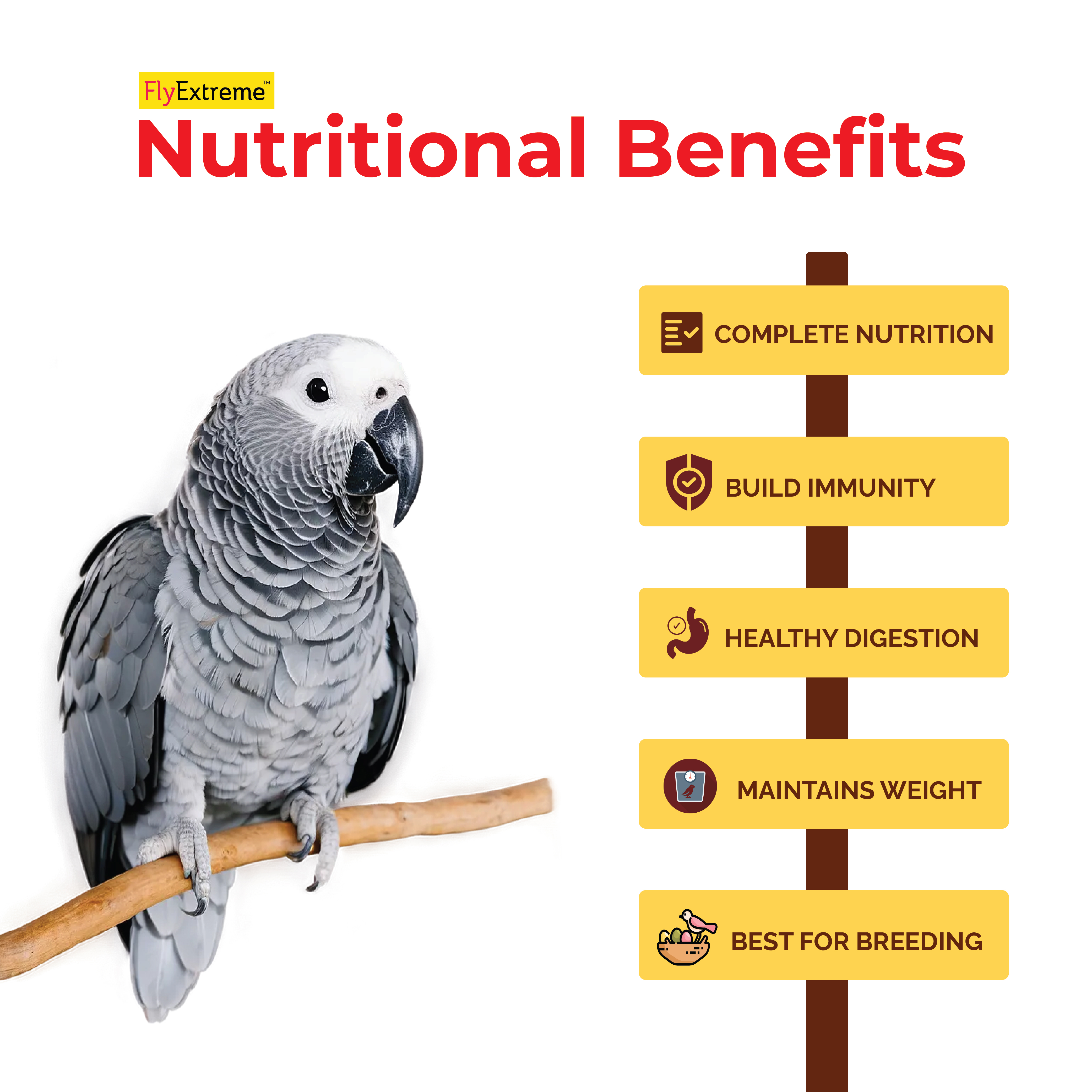 Premium Bird Food For Grey Parrot & Amazon Parrot Bird Food