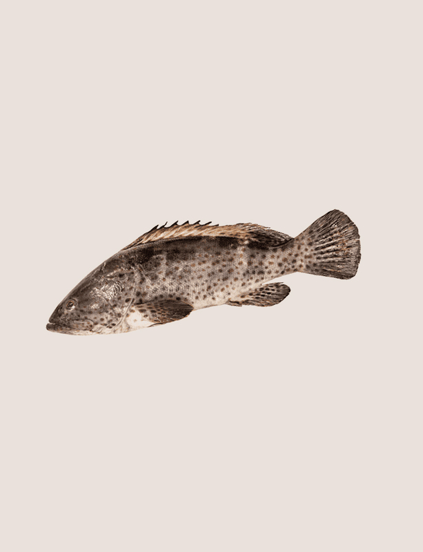 HAMOUR/GROUPER -500 gm  WHOLE