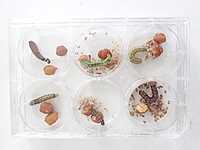 Insect Bioassay Trays 6 wells LI-IB-01 Insect Bioassay Trays 6 wells LI-IB-01