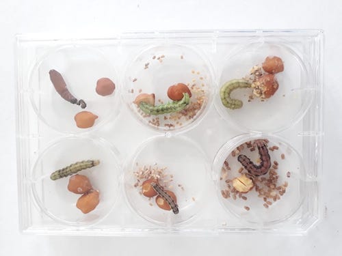 Insect Bioassay Trays 6 wells LI-IB-01 Insect Bioassay Trays 6 wells LI-IB-01