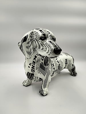 Black & White Dog