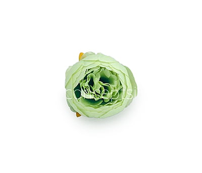 Peony - Pistachio Green