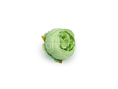 Peony - Pistachio Green