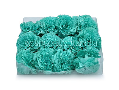 Cyan Carnation Cyan Carnation