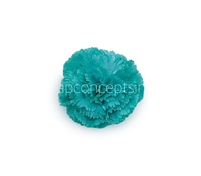Cyan Carnation Cyan Carnation