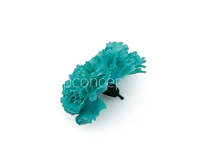 Cyan Carnation Cyan Carnation