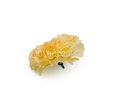 Buttercup Carnation