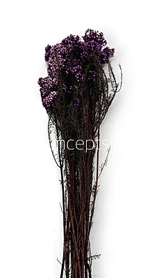 Preserved Rice Flower Preserved Rice Flower